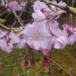 貧しい配達ドライバーでも隙間時間が出来ると車を駐車して散歩して桜を木々を愛おしく感じる時はある「モクバブログ」hentaishinshi.xyz